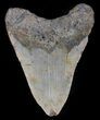 Bargain Megalodon Tooth - North Carolina #37346-2